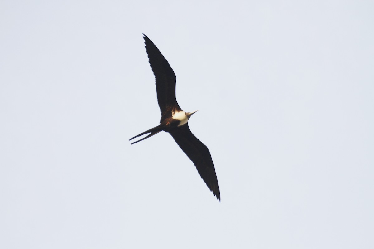 Magnificent Frigatebird - ML618591503