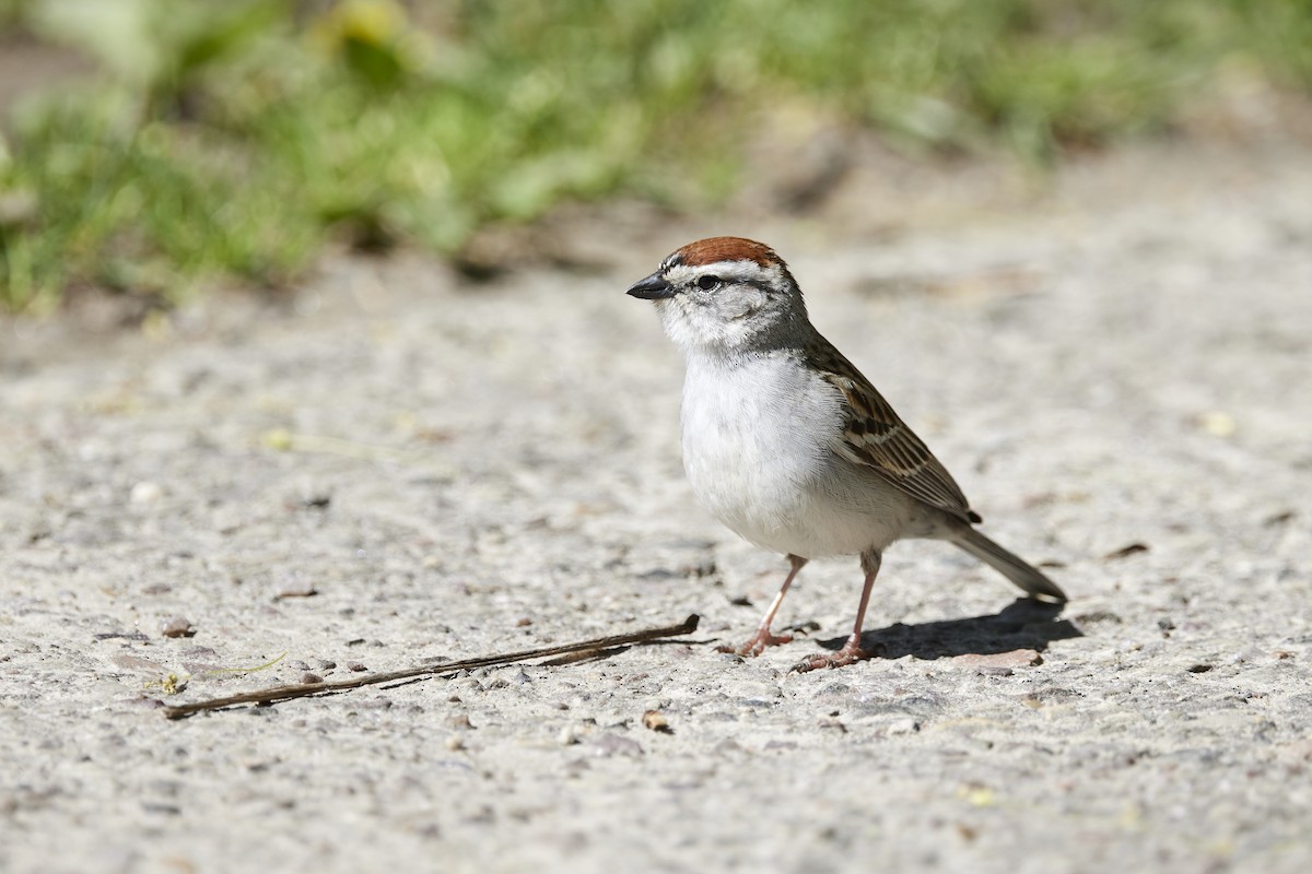 Chipping Sparrow - ML618591548