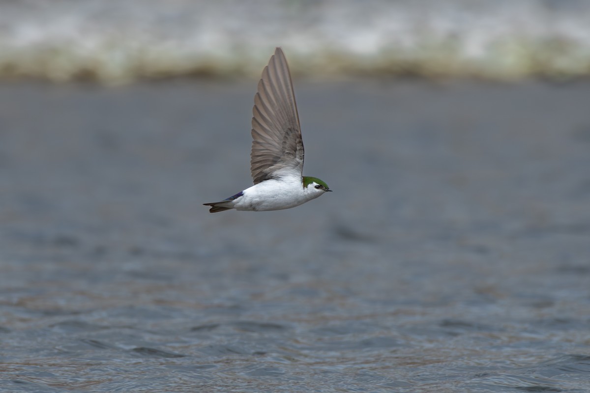 Violet-green Swallow - ML618591562
