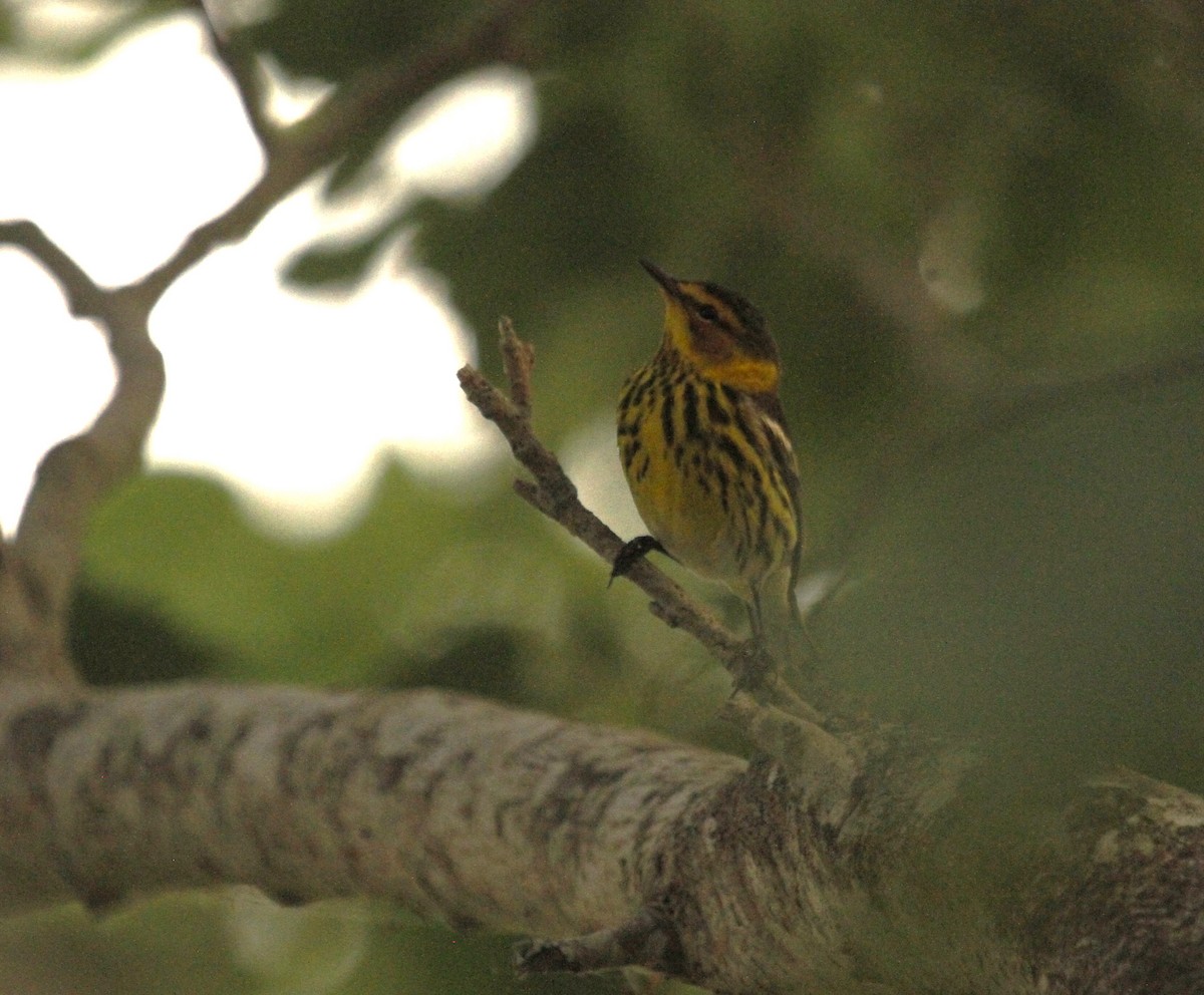 Cape May Warbler - ML618591563