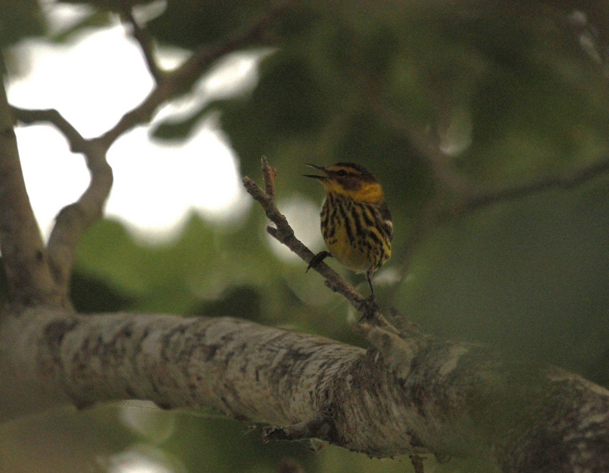 Cape May Warbler - ML618591564