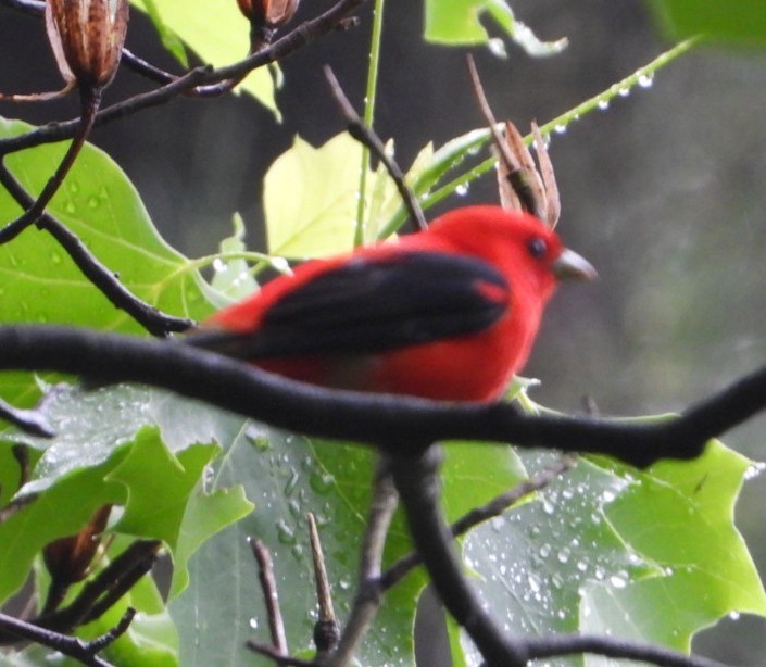 Scarlet Tanager - ML618591606