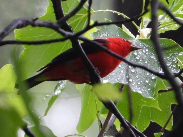 Scarlet Tanager - ML618591607