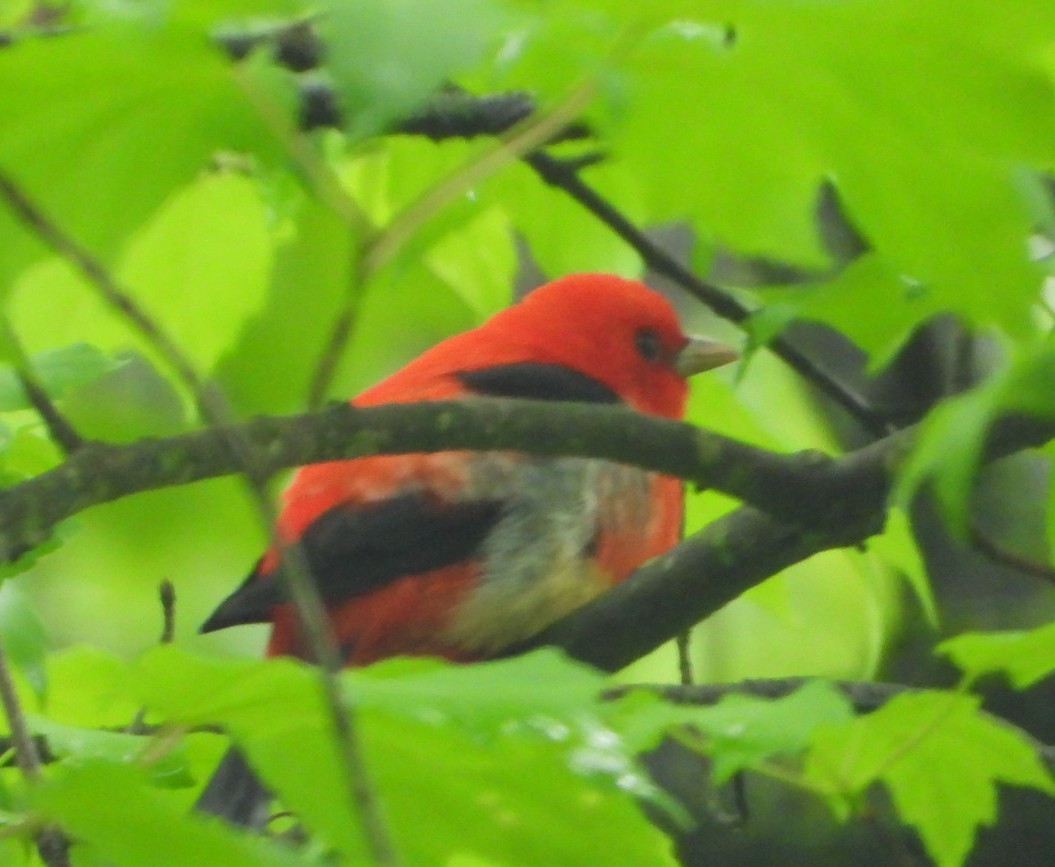 Scarlet Tanager - ML618591608