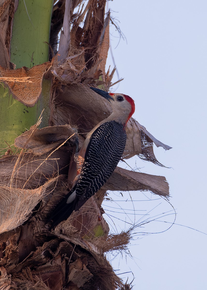 Golden-fronted Woodpecker - ML618591641