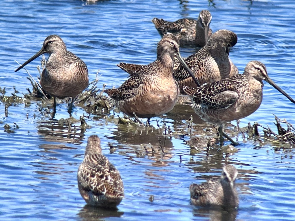 Long-billed Dowitcher - ML618591674