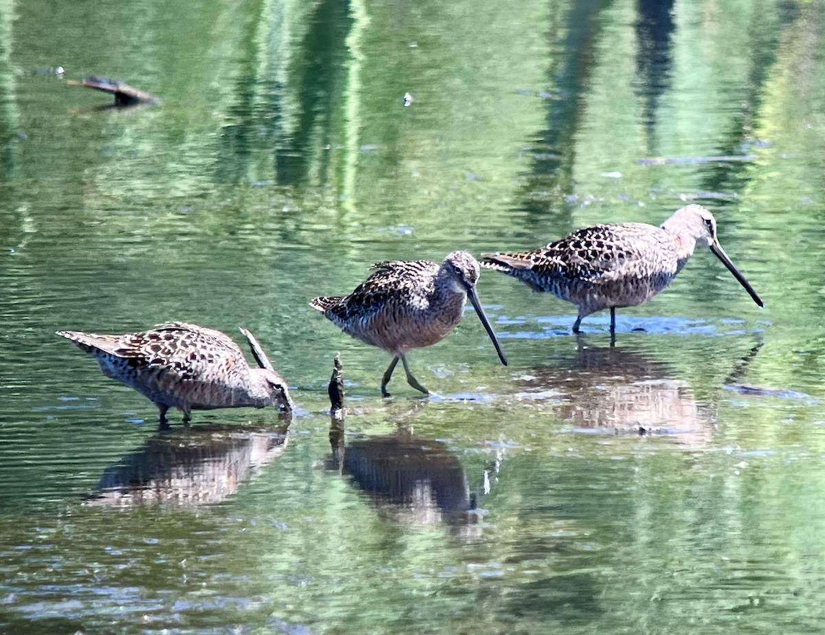 Long-billed Dowitcher - ML618591675