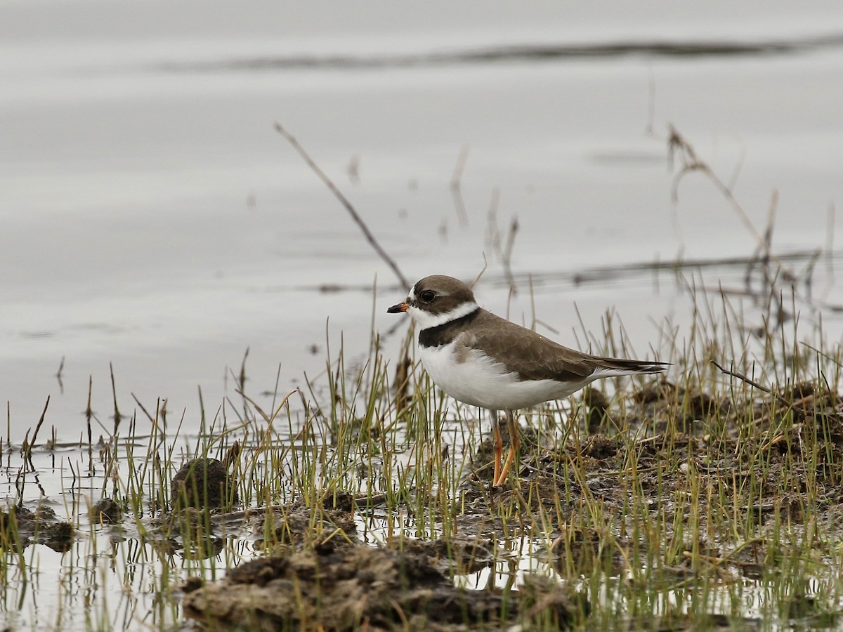 Semipalmated Plover - ML618591681