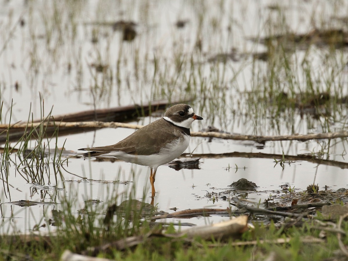 Semipalmated Plover - ML618591682
