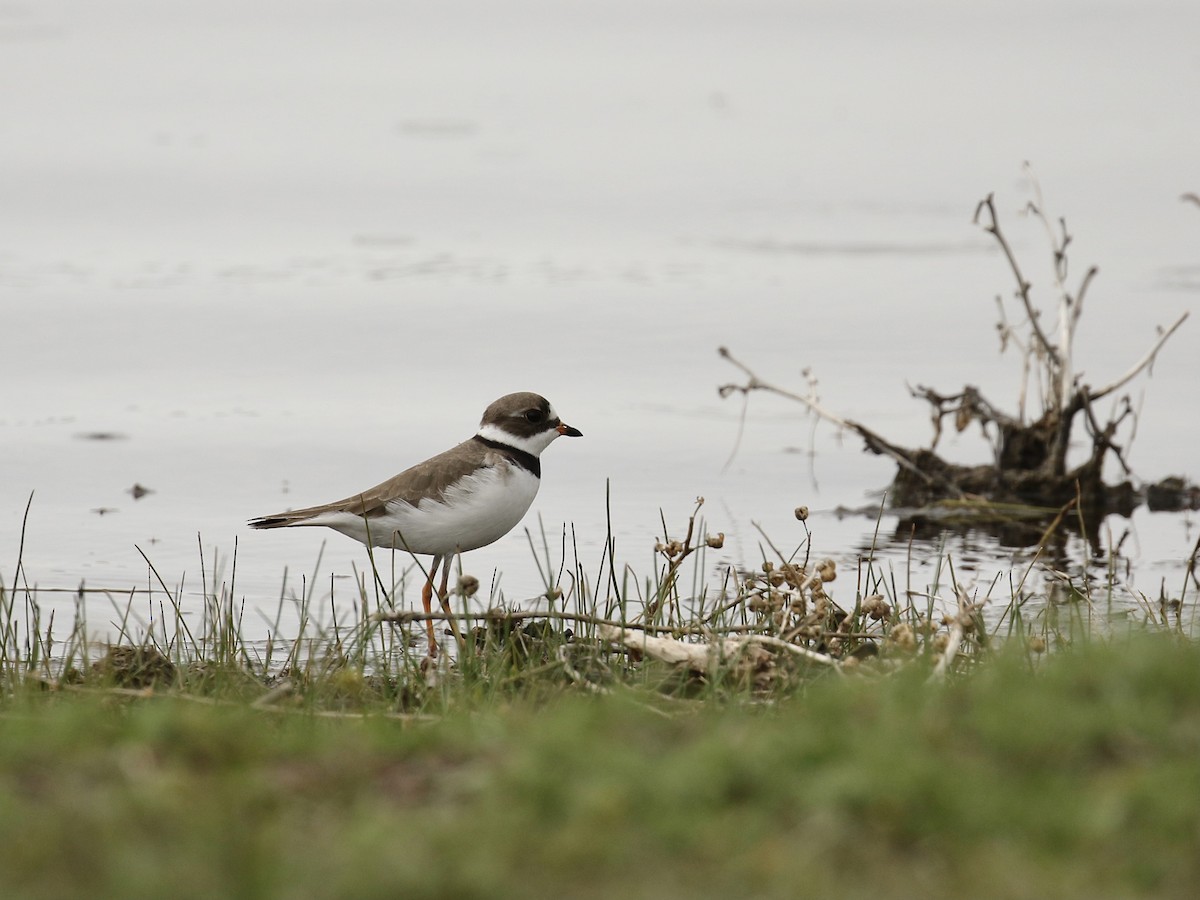 Semipalmated Plover - ML618591683