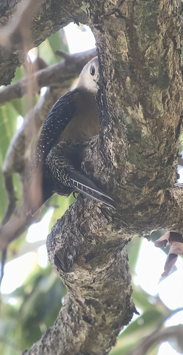 Jamaican Woodpecker - ML618591688