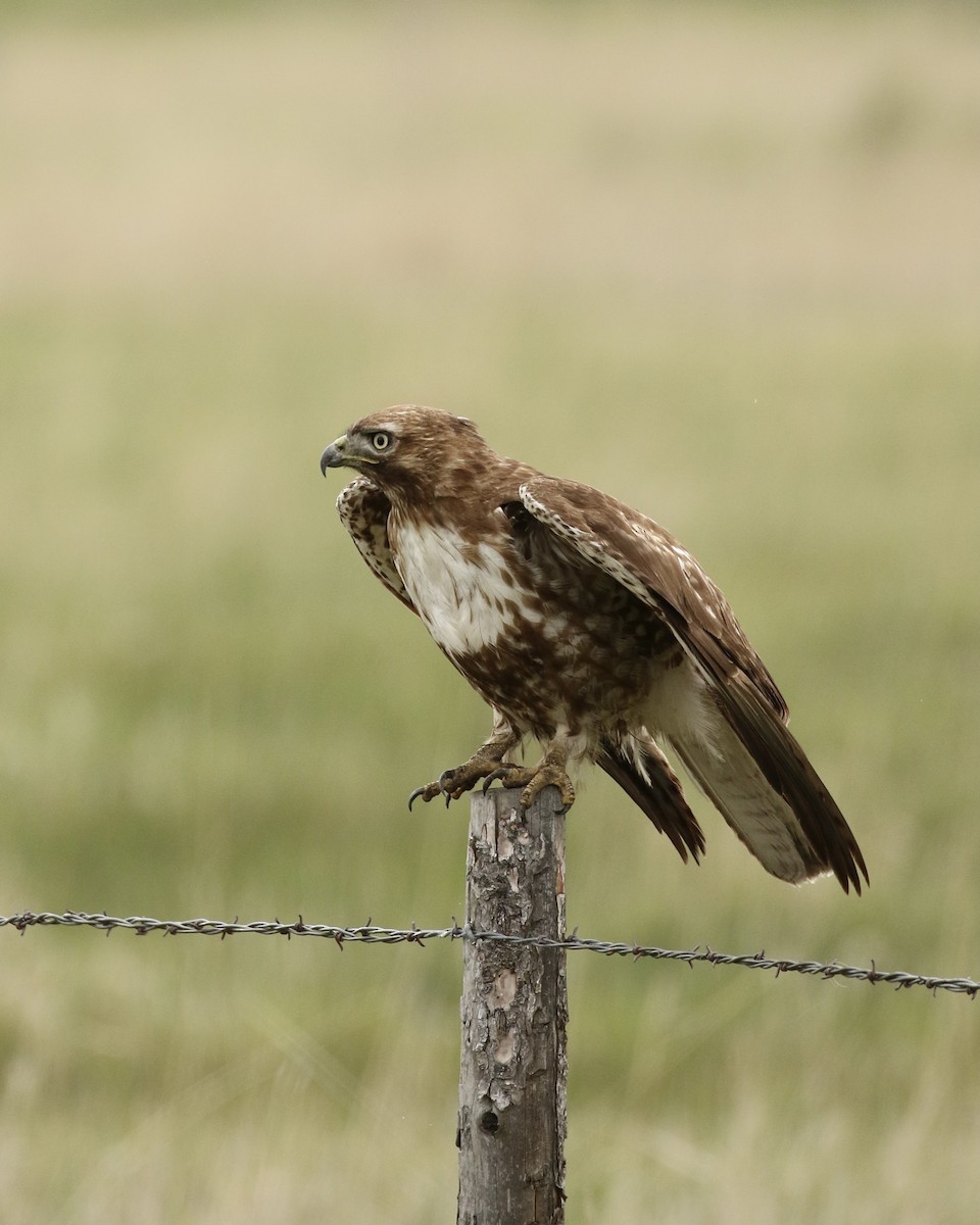 Red-tailed Hawk - ML618591702