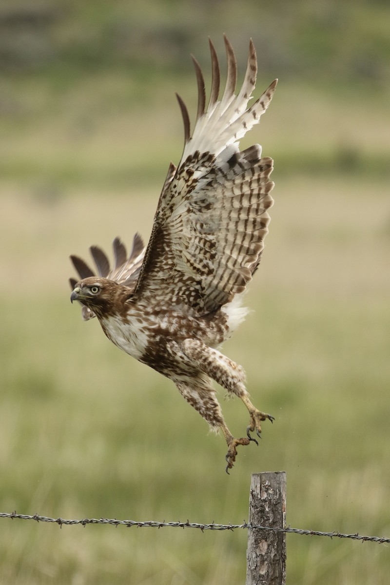 Red-tailed Hawk - ML618591703