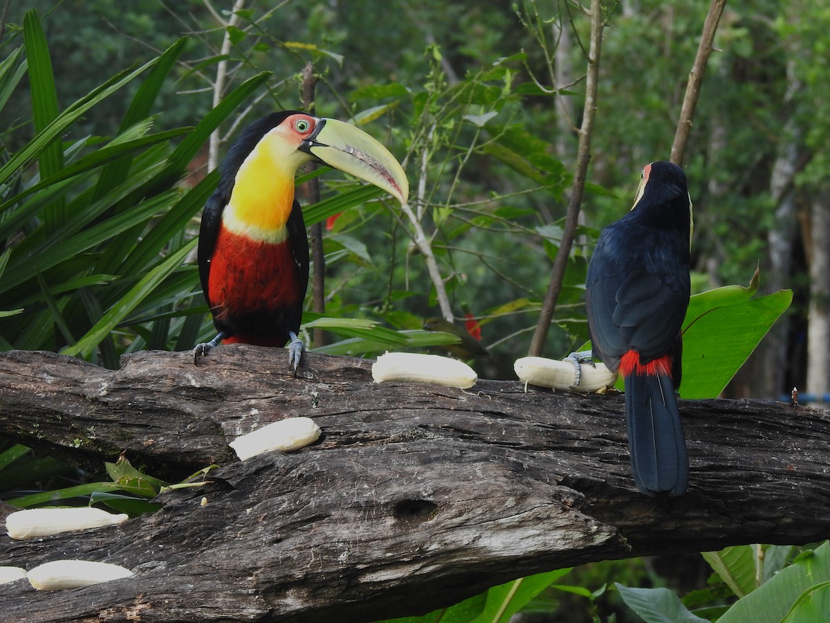 Red-breasted Toucan - ML618591715