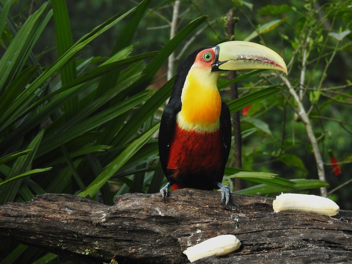 Red-breasted Toucan - ML618591716
