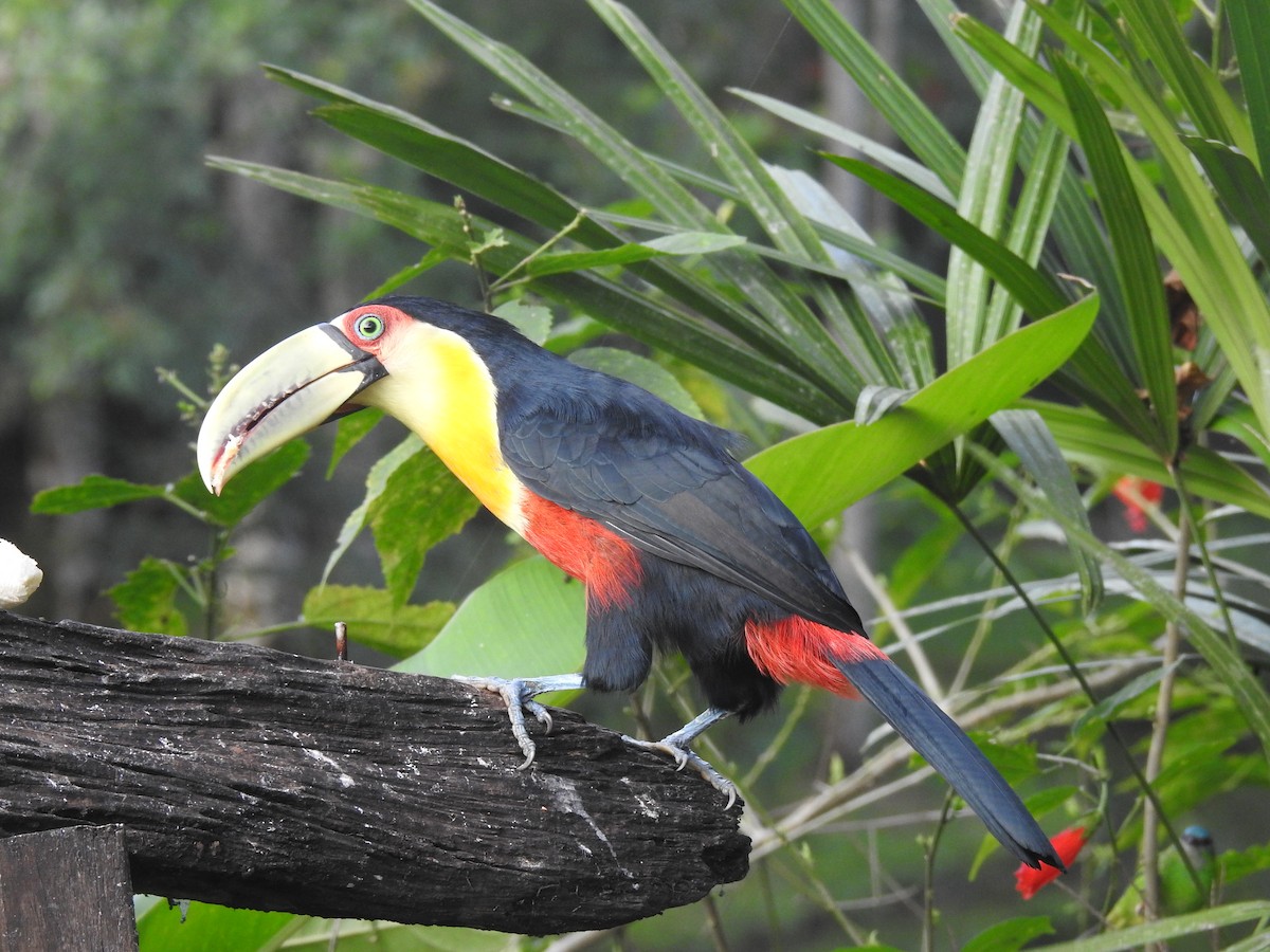 Red-breasted Toucan - ML618591722