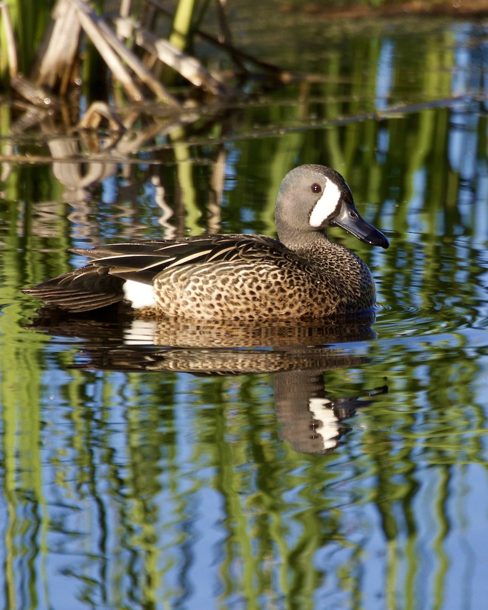 Blue-winged Teal - ML618591758