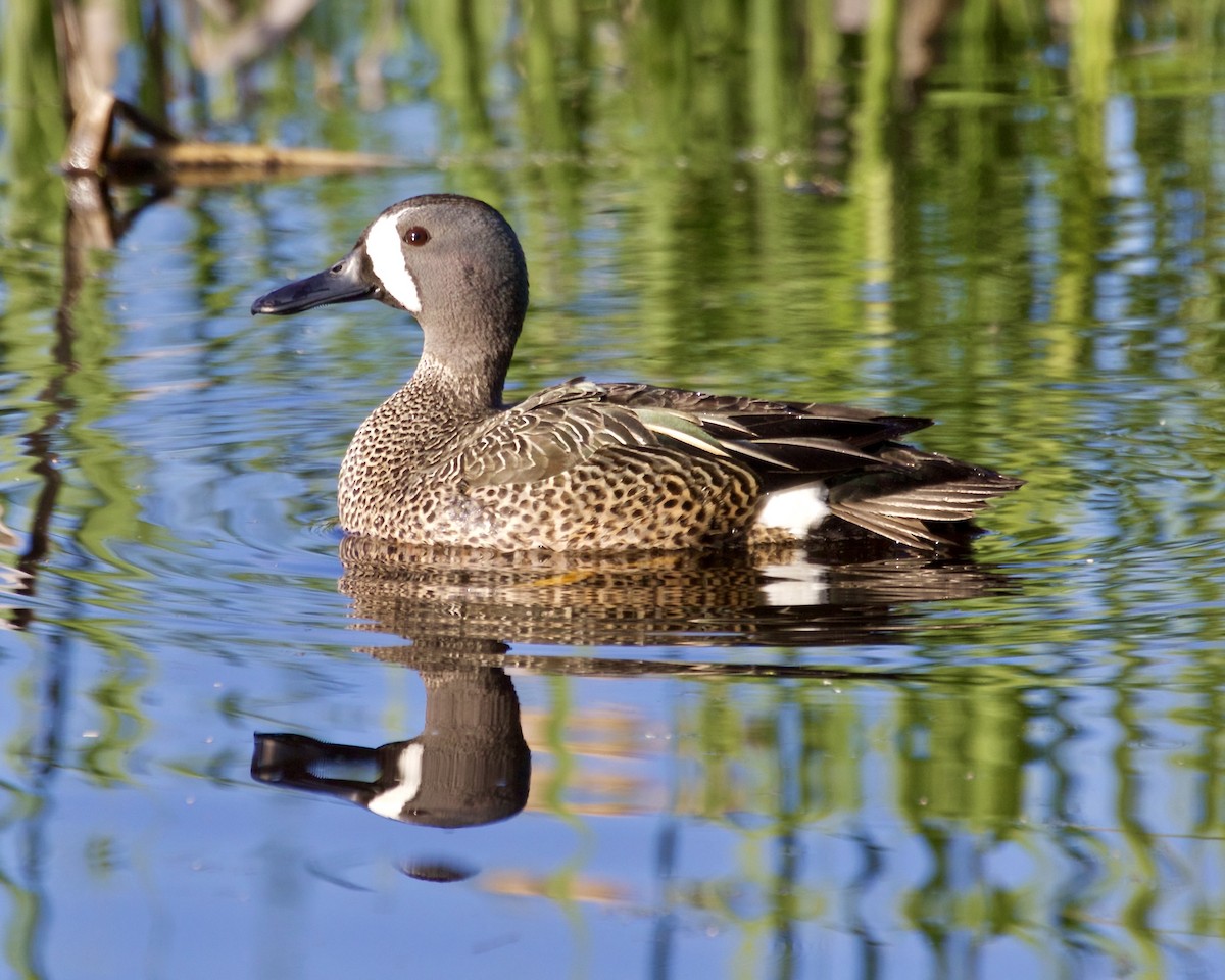 Blue-winged Teal - ML618591759