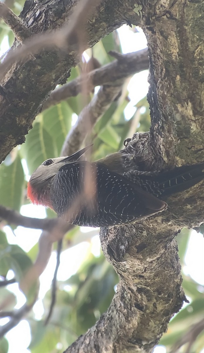 Jamaican Woodpecker - ML618591767