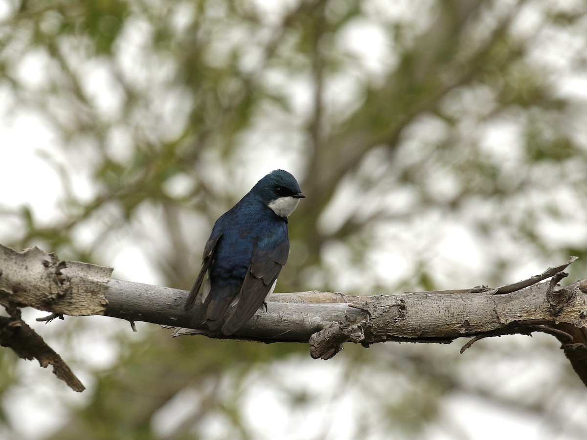 Tree Swallow - Russ Morgan