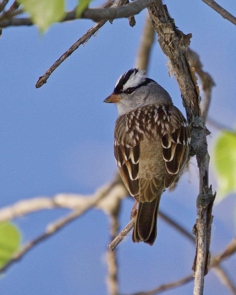 White-crowned Sparrow - ML618591791