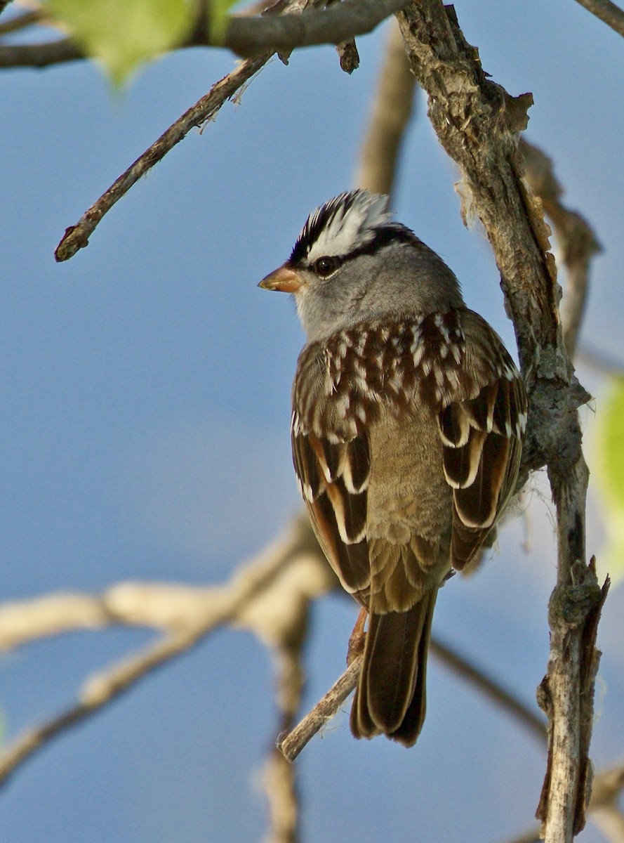 White-crowned Sparrow - ML618591792