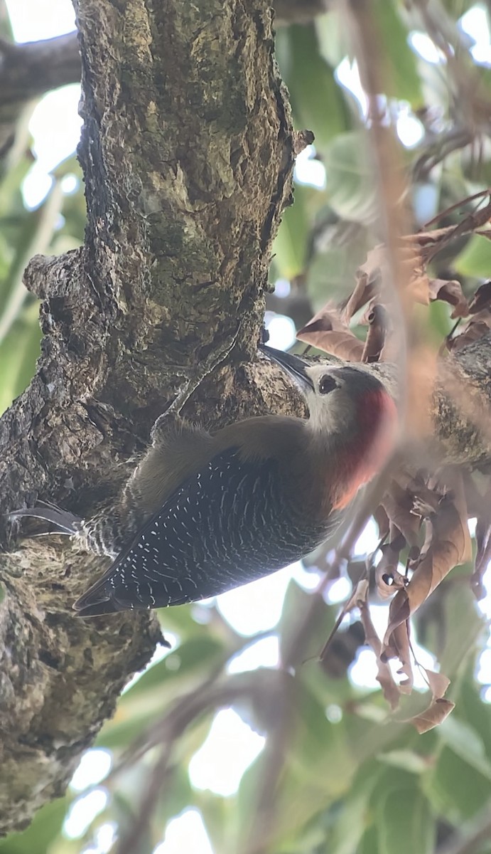 Jamaican Woodpecker - ML618591800