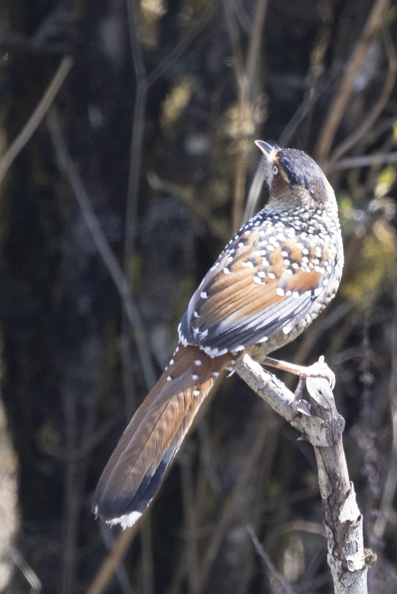 Spotted Laughingthrush - ML618591827