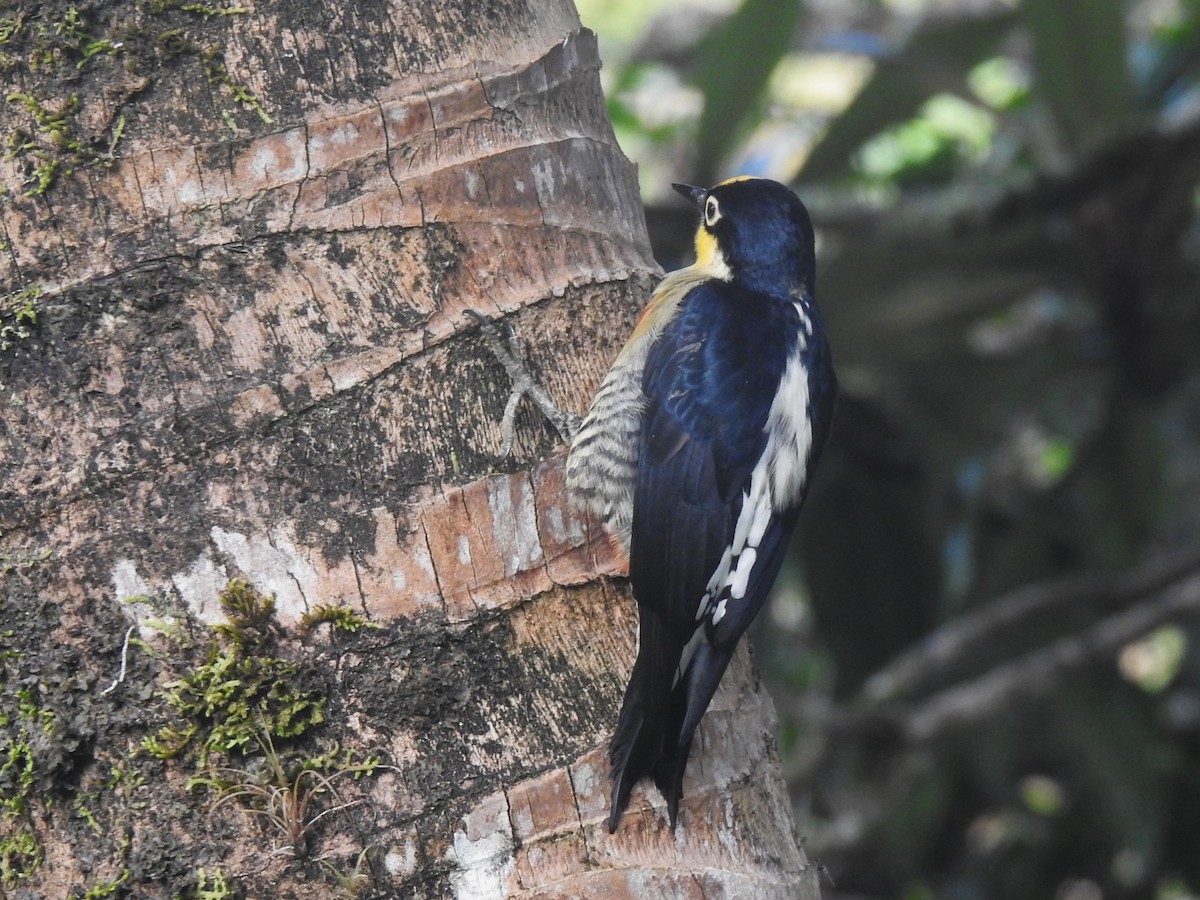 Yellow-fronted Woodpecker - ML618591840
