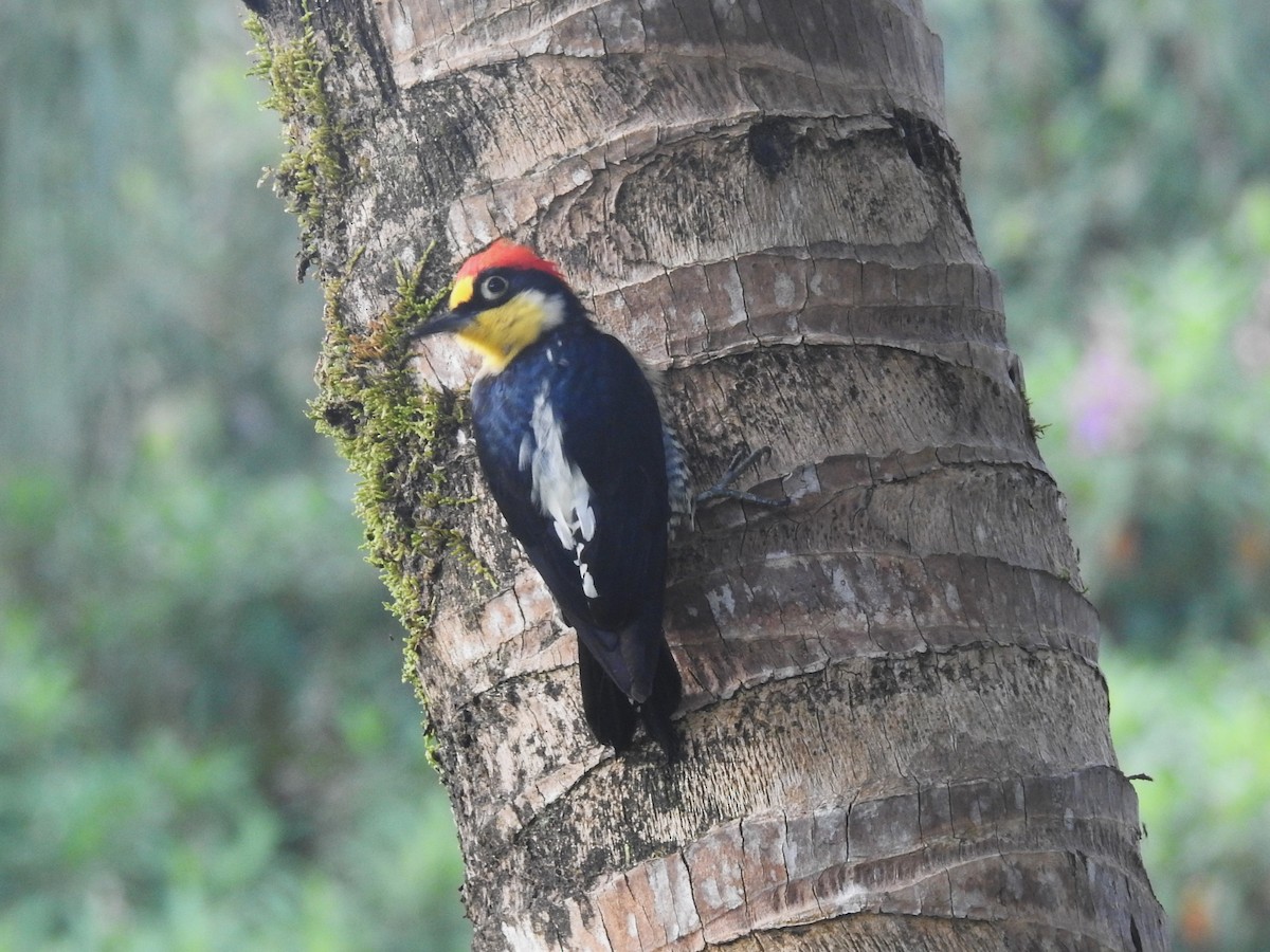 Yellow-fronted Woodpecker - ML618591841