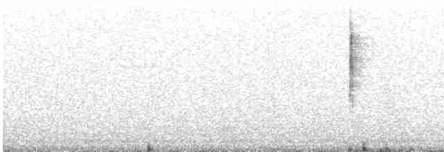 Paruline à gorge noire - ML618591859