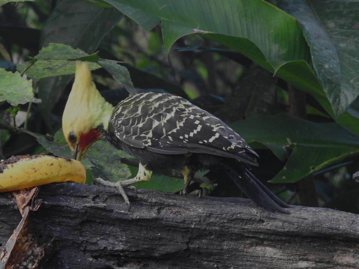 Blond-crested Woodpecker - ML618591876