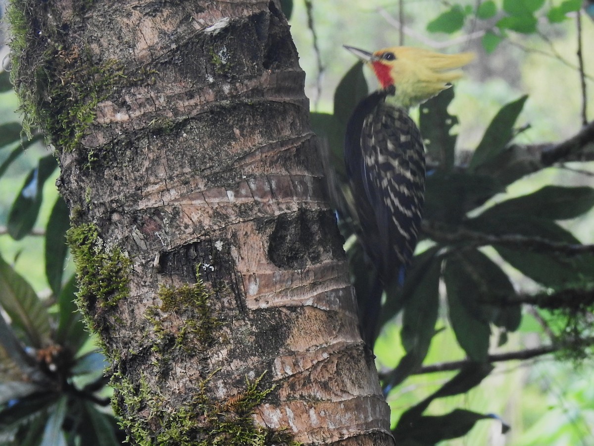 Blond-crested Woodpecker - ML618591877