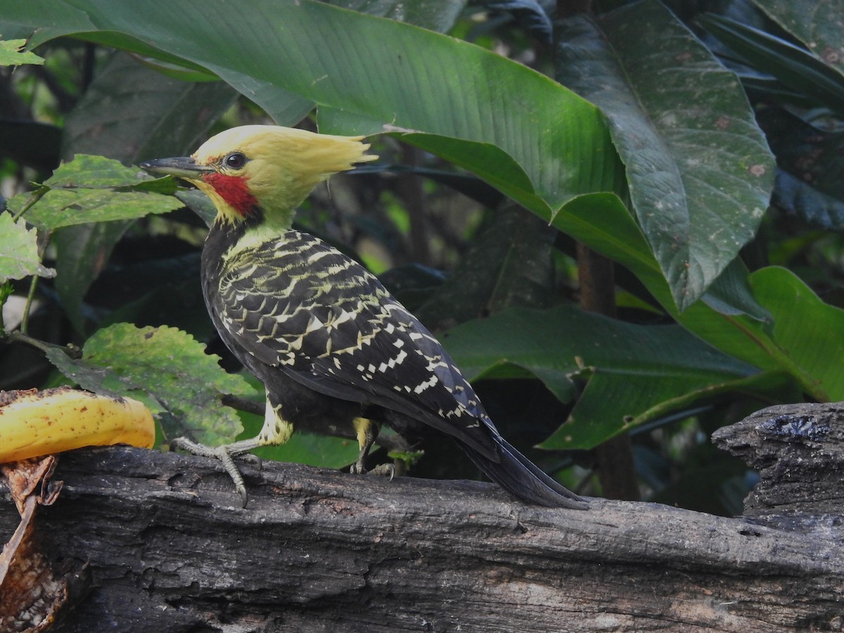 Blond-crested Woodpecker - ML618591878