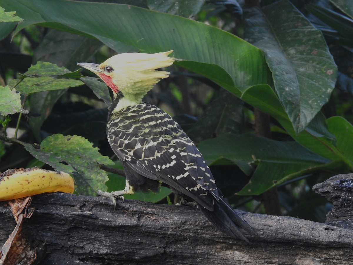 Blond-crested Woodpecker - ML618591880