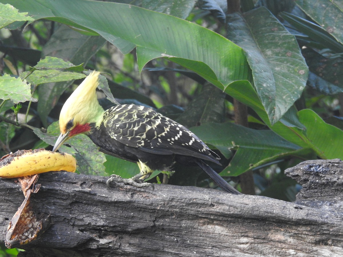 Blond-crested Woodpecker - ML618591881