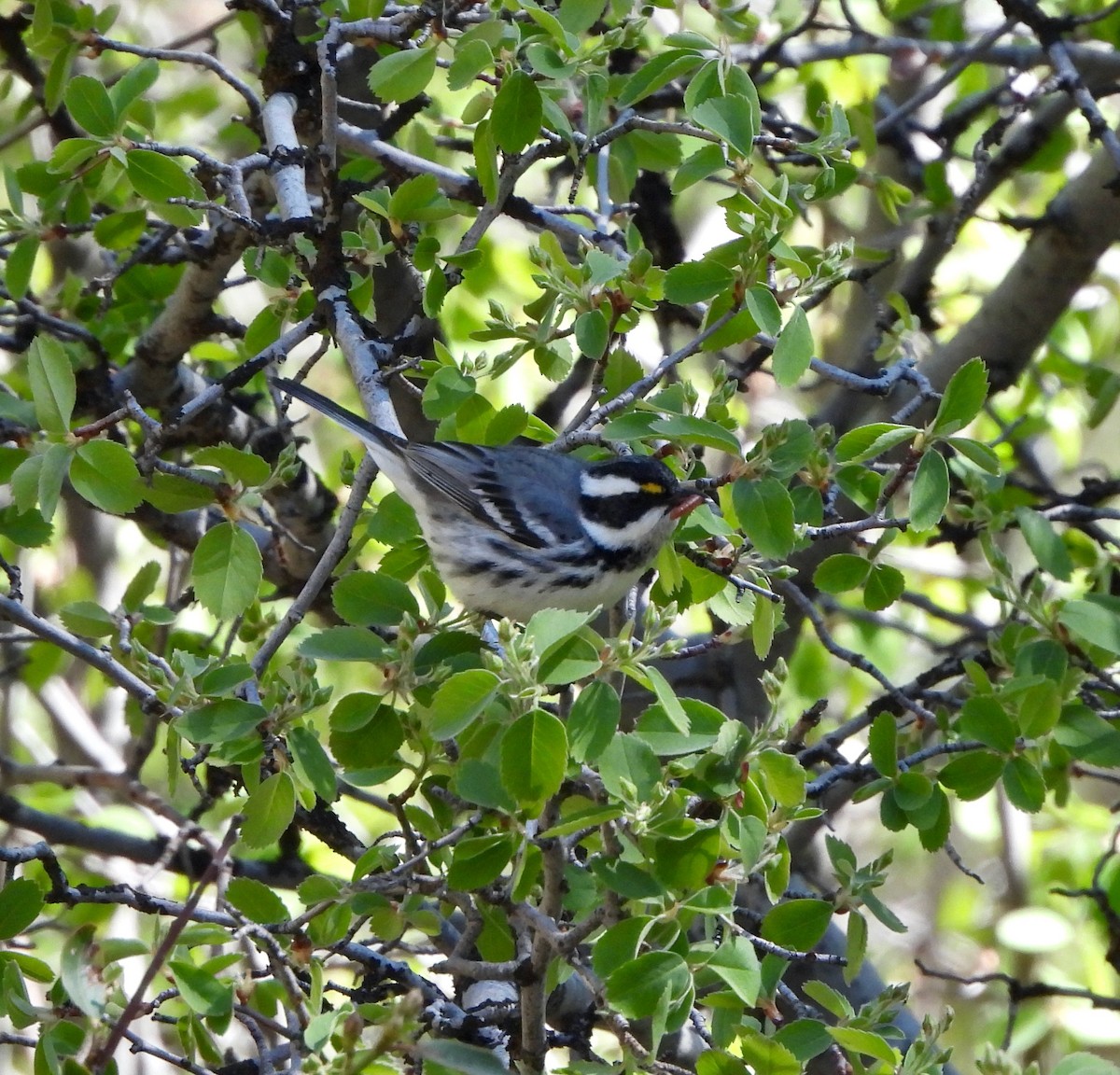 Black-throated Gray Warbler - Michelle Haglund