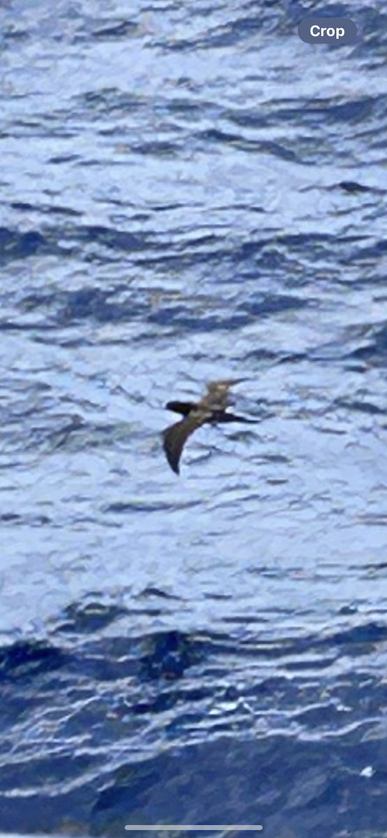 Brown Booby - ML618591898