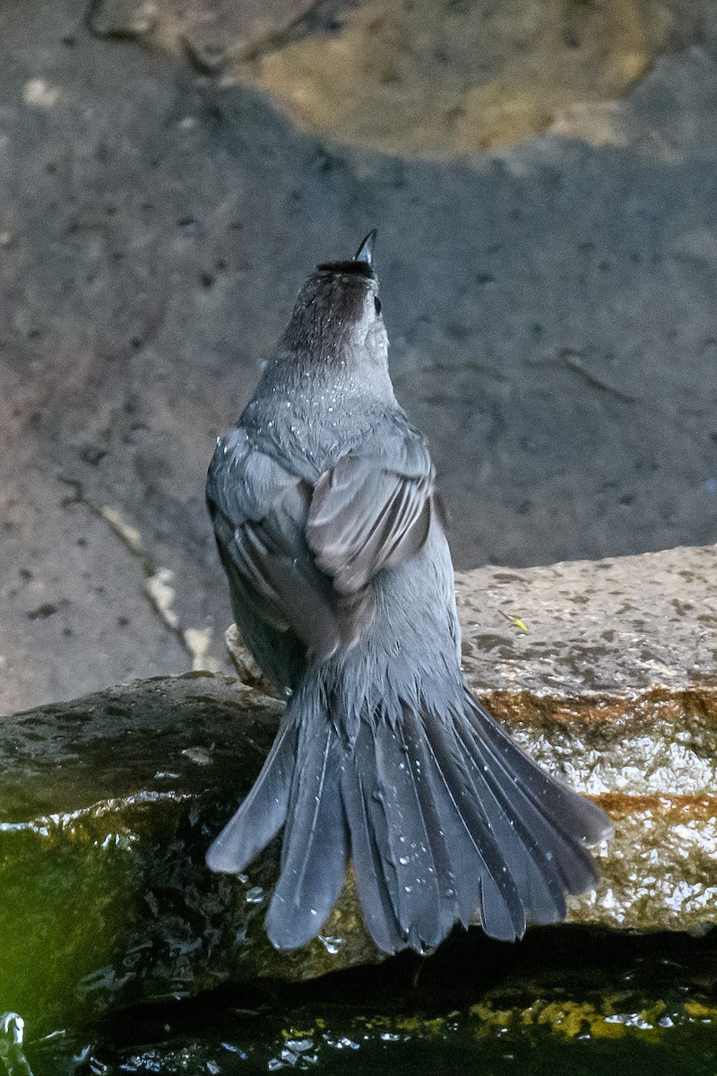 Gray Catbird - ML618591916
