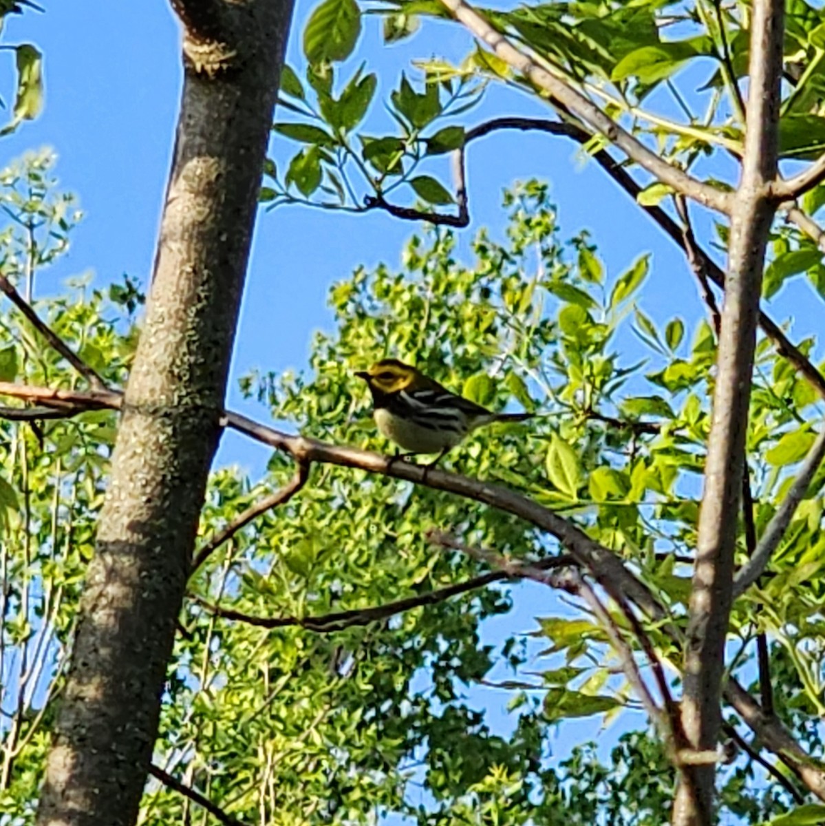 Black-throated Green Warbler - ML618591940