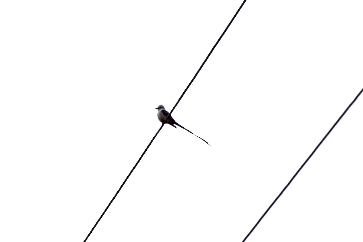 Scissor-tailed Flycatcher - Scott Wieman