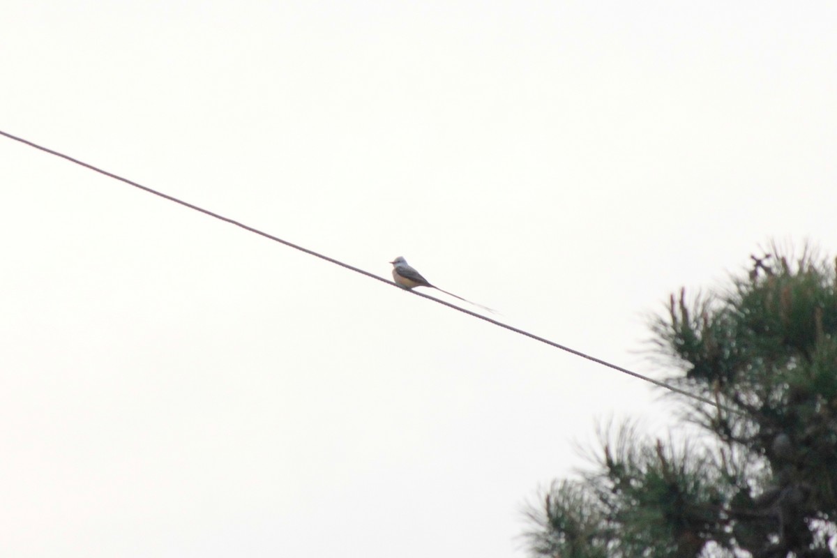 Scissor-tailed Flycatcher - Scott Wieman