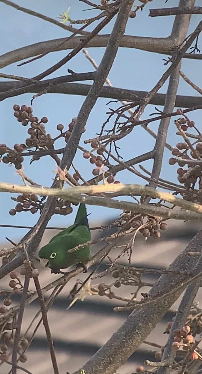 Olive-throated Parakeet (Jamaican) - ML618591969