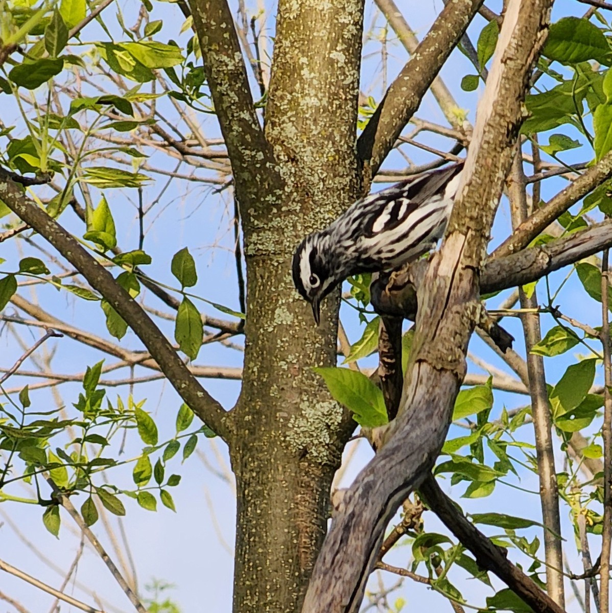 Black-and-white Warbler - ML618591978