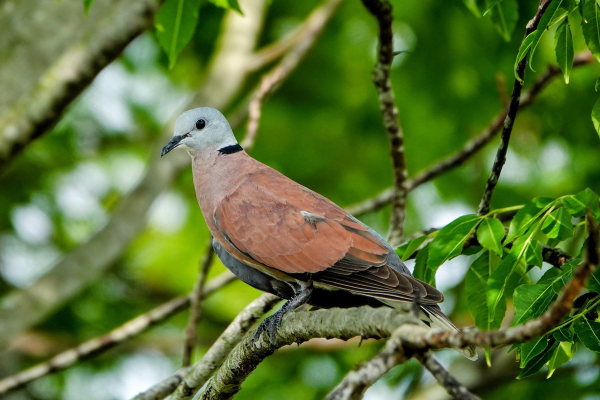 Red Collared-Dove - ML618591986
