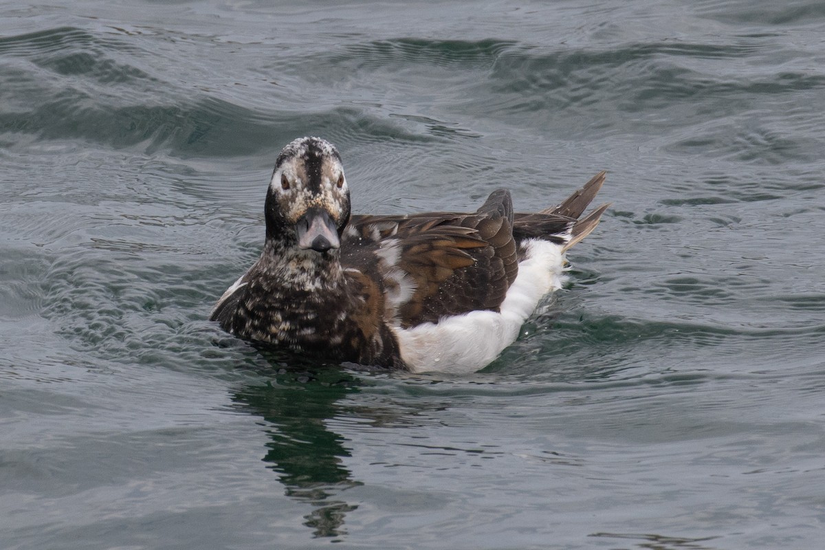 Long-tailed Duck - ML618591999