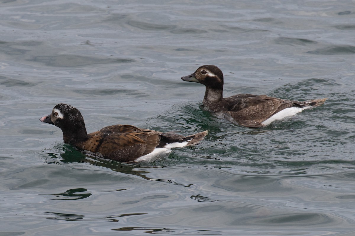 Long-tailed Duck - ML618592000