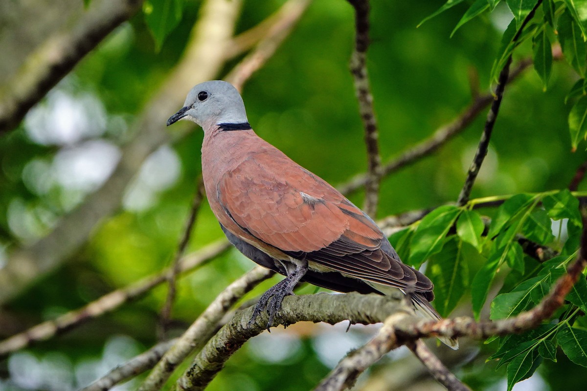 Red Collared-Dove - ML618592004