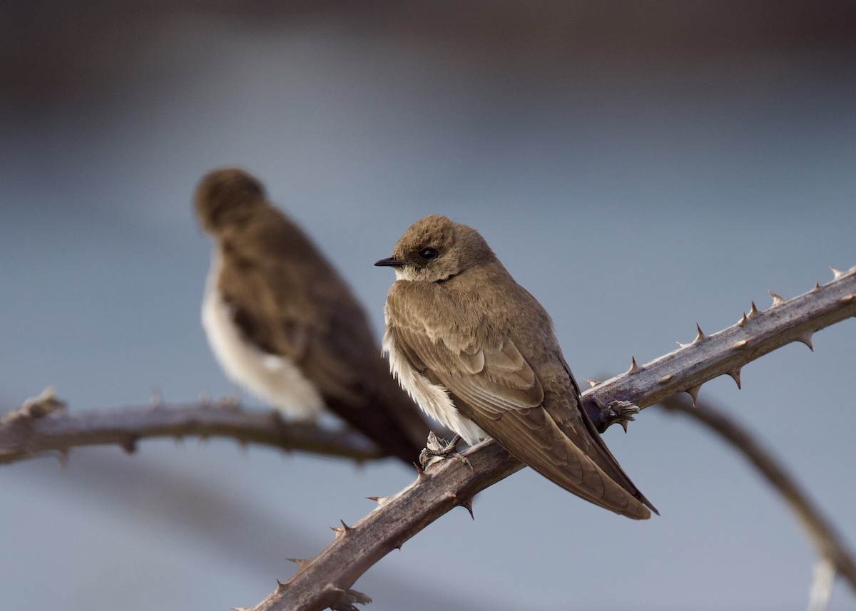 Northern Rough-winged Swallow - ML618592008
