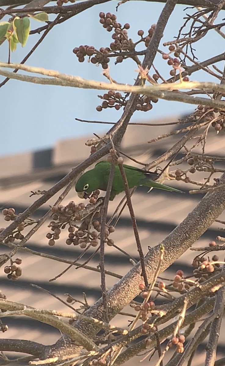 Olive-throated Parakeet (Jamaican) - ML618592010